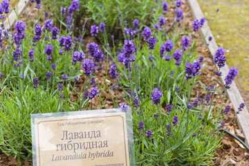 Flowerin lavender