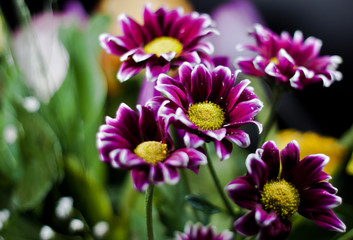 Chrysanthemum bouquet