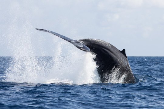 Humpback Whale Tail Breach