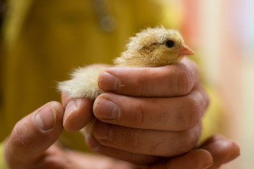 little chick in a palm