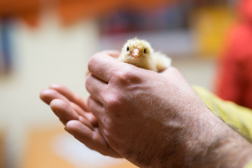 chick looking out of a palm