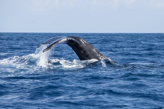 Humpback Whale Fluke Rising Out of Water