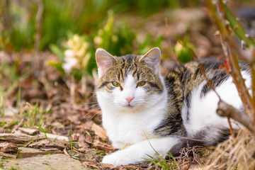 Naklejka na ściany i meble Eine Katze liegt entspannt im Garten unter Bäumen