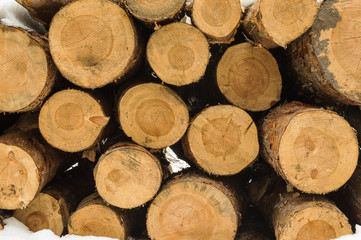 Pniaki sosny © Kamil