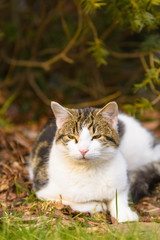 Eine Katze liegt entspannt im Garten unter Bäumen