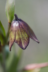 Chocolate lily, Fritillaria biflora, a wildflower in San Diego, California. Macro closeup.