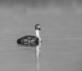 Silvery Grebe , Patagonia, Argentina