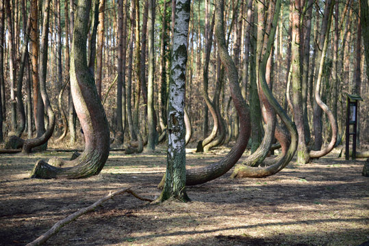 Crooked forest in Gryfino.