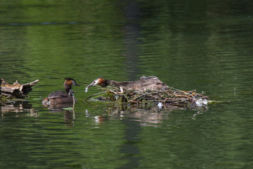 Haubentaucherpaar mit Küken 2