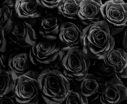  dark black roses