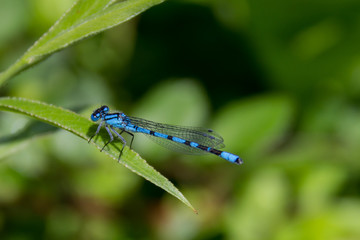 dragon-fly blue