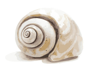 Watercolor realistic seashell. EPS10 vector illustration.