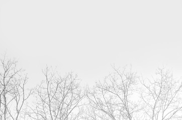 Obraz na płótnie Canvas bare trees and sky background. background for design. black and white