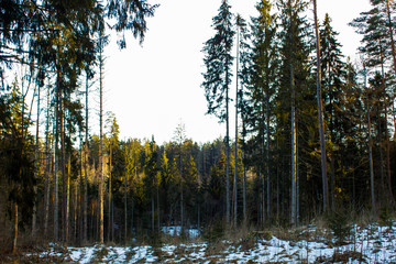 Sunny Winter Day in the Forest