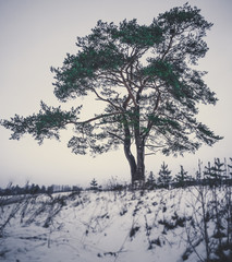Calm and Lonely Tree Silhouette in Winter Day - vintage look edit