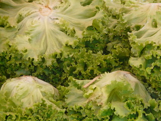 Markttag - Endiviensalat