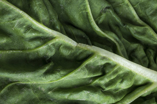  Close Up Chard On Colorful Table