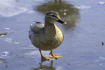 Canard Colvert Hybride femelle, Leucique en hiver