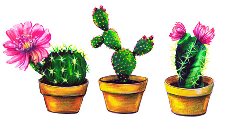 cactus, set of succulent, isolated on a white