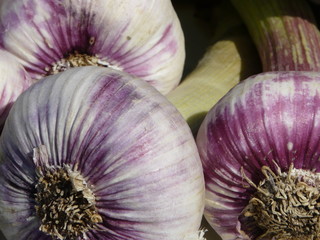 Markttag - Frischer Knoblauch