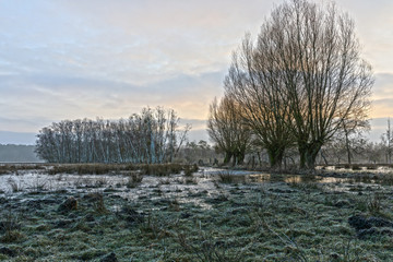 feuchte gefrorene Weide mit Weiden und Birken im Müritz Nationalpark