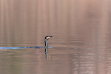 czarny ptak wodny, płya, portret wiosenny, rozmyte beżowe tło, kormoran