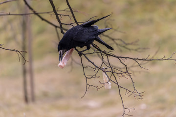 czarny ptak siedzi na gałęzi, słonina portret wiosenny, gawron