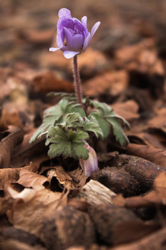 little anemone on romsey road