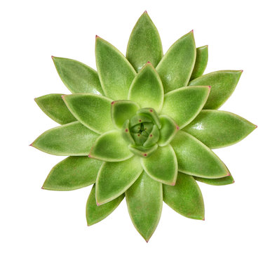 Succulent plant isolated white background