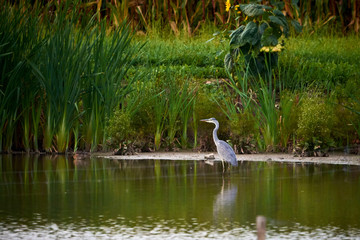 Grey heron (Ardea cinerea)