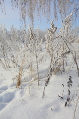 winter trees and grass in frost