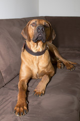 großer Rhodesian Ridgeback Hund liegt auf dem Sofa und guckt aufmerksam nach oben