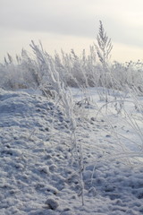 winter trees and grass in frost