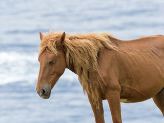 Fototapeta premium 与那国馬
