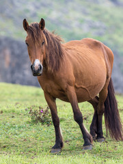 Fototapeta premium 与那国馬