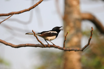 Oriental magpie-robin sings on a tree with sunshine in the evening  nature background the garden of Bangkok Thailand