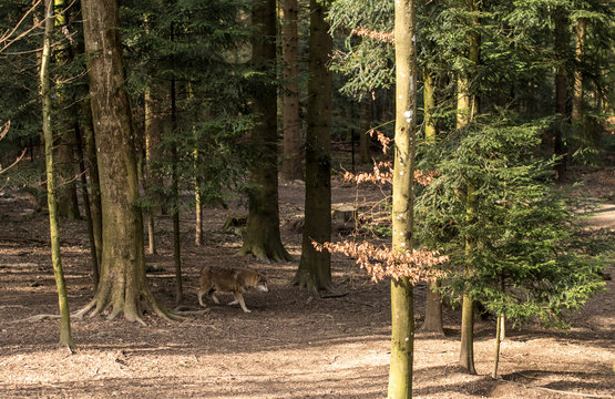 Wolf walking in the forest