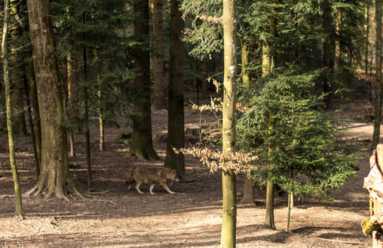 Wolf walking in the forest