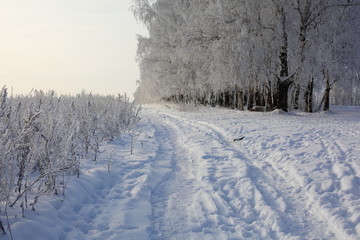 winter trees and grass in frost