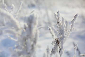 winter trees and grass in frost