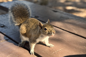 Squirrel in the Park begging for peanuts