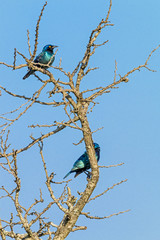 Glossy Starling Bird Perched on Dry Leafless Tree Branches
