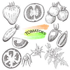 Hand drawn tomatoes set isolated on white background.