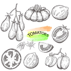 Hand drawn tomatoes set isolated on white background.