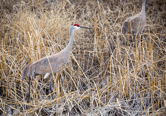 Sandhill Crane