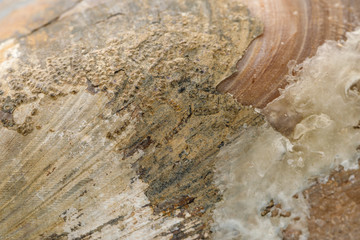 Shell detail, background
