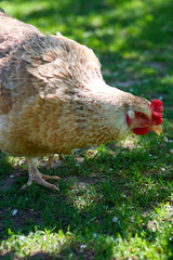 Free range chickens roam the yard on a farm. Chickens on traditional free range poultry farm. Livestock, Rural life/Rooster and chickens on the farm