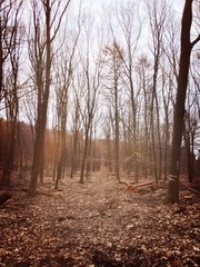 Waldstück in der Haard/Kreis Recklinghausen