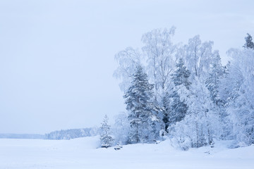 Trees covered in frost snow nature winter lakeside scene