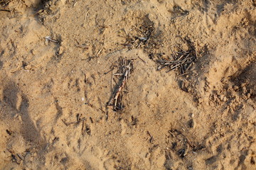 the texture of river sand